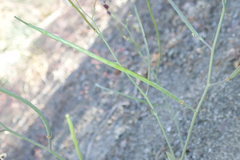 Caulanthus amplexicaulis