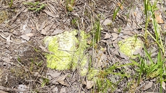 Sphagnum strictum