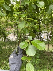 Celastrus orbiculatus