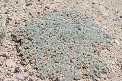 Eriogonum wrightii subscaposum