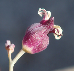 Caulanthus amplexicaulis