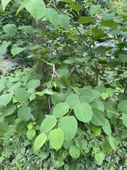 Reynoutria japonica