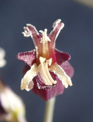 Caulanthus amplexicaulis