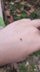 Demotina modesta