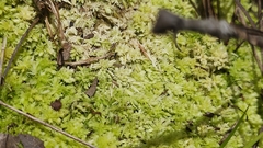 Sphagnum strictum