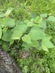 Reynoutria japonica