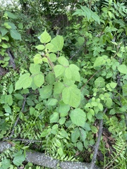 Rubus phoenicolasius