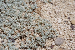 Eriogonum wrightii subscaposum