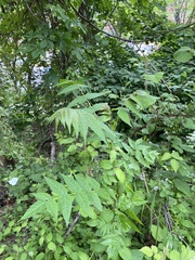 Ailanthus altissima