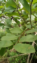 Annona senegalensis