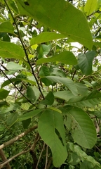 Annona senegalensis