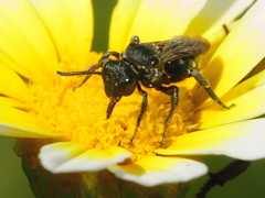 Ammobates oraniensis