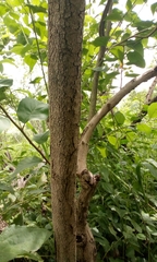 Annona senegalensis