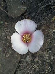 Calochortus nuttallii