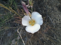 Calochortus nuttallii