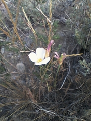 Calochortus nuttallii