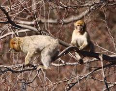 Macaca sylvanus