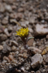 Orochaenactis thysanocarpha