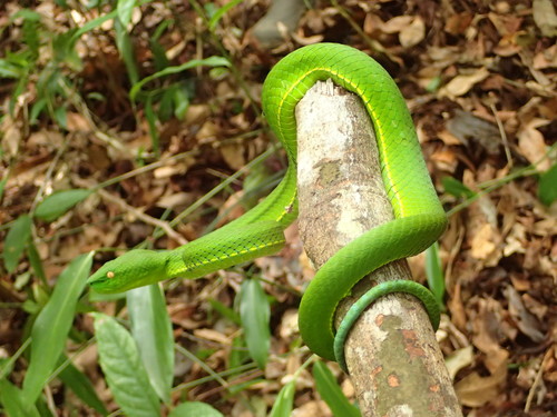 Photo of a Vogel's Pit Viper (Trimeresurus vogeli)