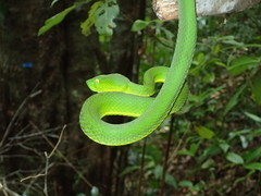 Trimeresurus vogeli