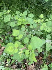 Rubus phoenicolasius
