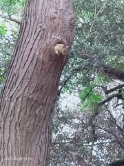 Sciurus anomalus