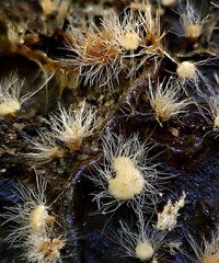 Volutella ciliata