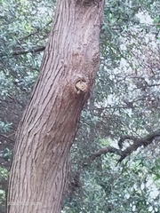 Sciurus anomalus