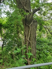 Toxicodendron radicans