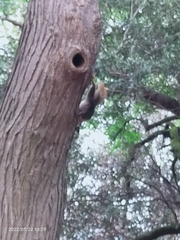 Sciurus anomalus