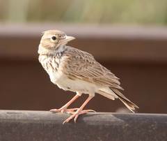 Galerida cristata