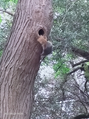 Sciurus anomalus