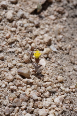 Orochaenactis thysanocarpha