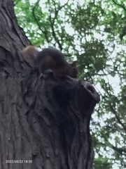 Sciurus anomalus