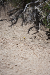 Orochaenactis thysanocarpha