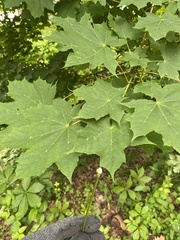 Acer platanoides