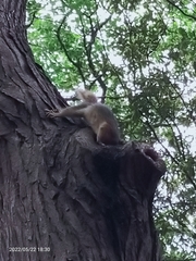 Sciurus anomalus