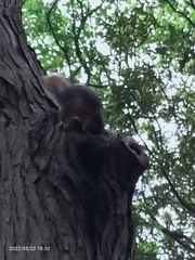 Sciurus anomalus