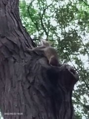 Sciurus anomalus