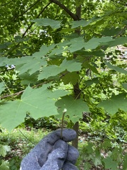 Acer platanoides