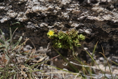 Ivesia saxosa