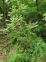 Ailanthus altissima