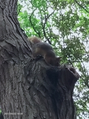 Sciurus anomalus