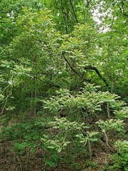 Ailanthus altissima