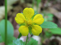 Potentilla simplex