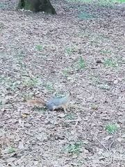 Sciurus anomalus
