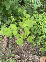 Rubus phoenicolasius