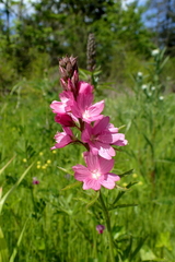 Sidalcea nelsoniana