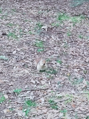Sciurus anomalus