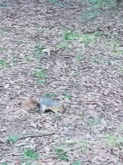 Sciurus anomalus